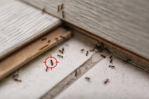 Reliable Exton, PA Pest Control Solutions