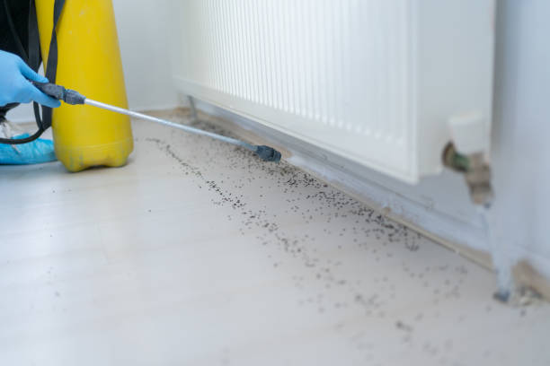 Best Termite Control Services  in Exton, PA